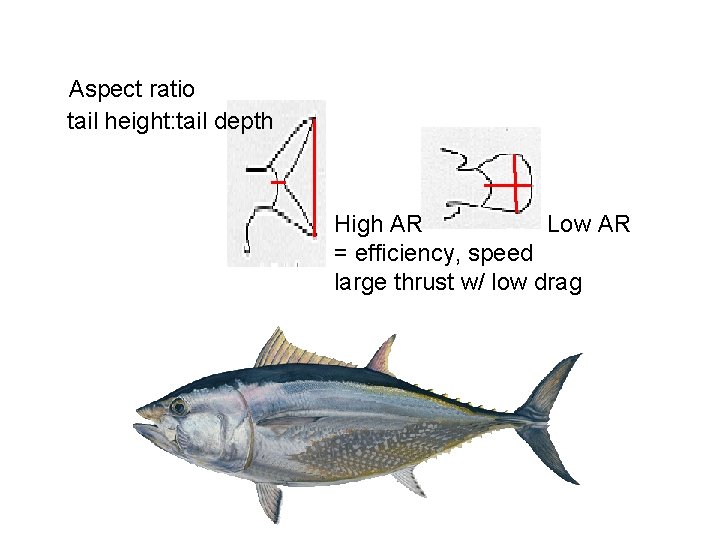 Aspect ratio tail height: tail depth High AR Low AR = efficiency, speed large