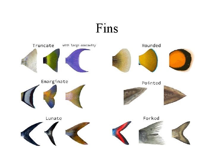 Fins 