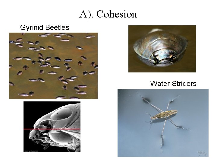 A). Cohesion Gyrinid Beetles Water Striders 