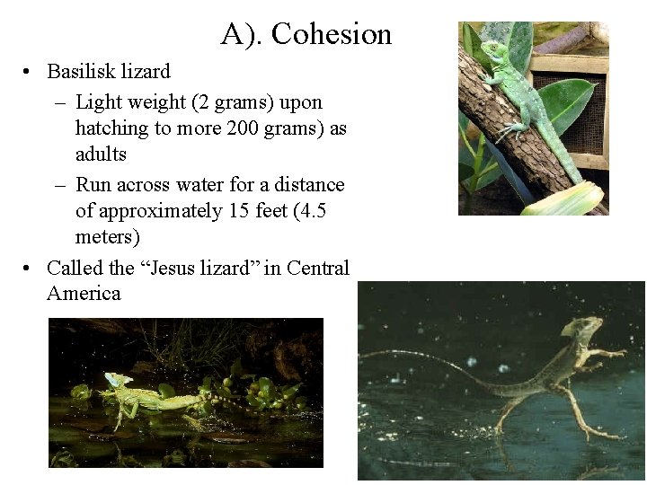 A). Cohesion • Basilisk lizard – Light weight (2 grams) upon hatching to more