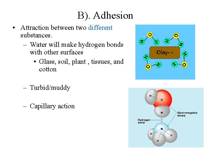 B). Adhesion • Attraction between two different substances. – Water will make hydrogen bonds