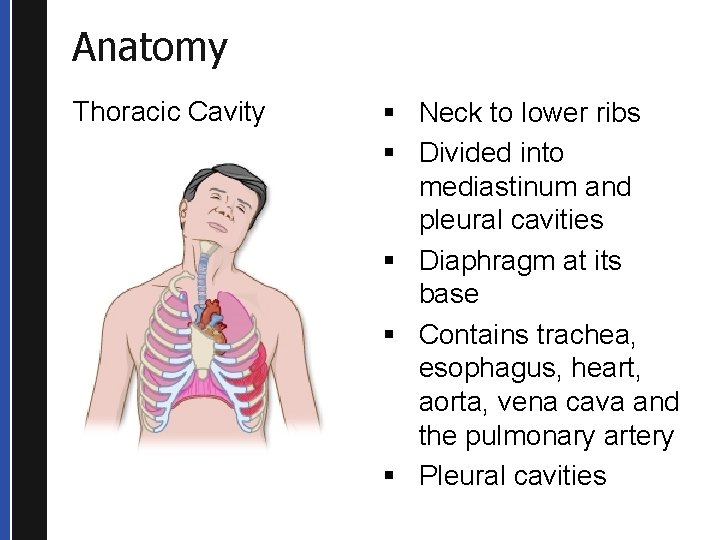 Anatomy Thoracic Cavity § Neck to lower ribs § Divided into mediastinum and pleural