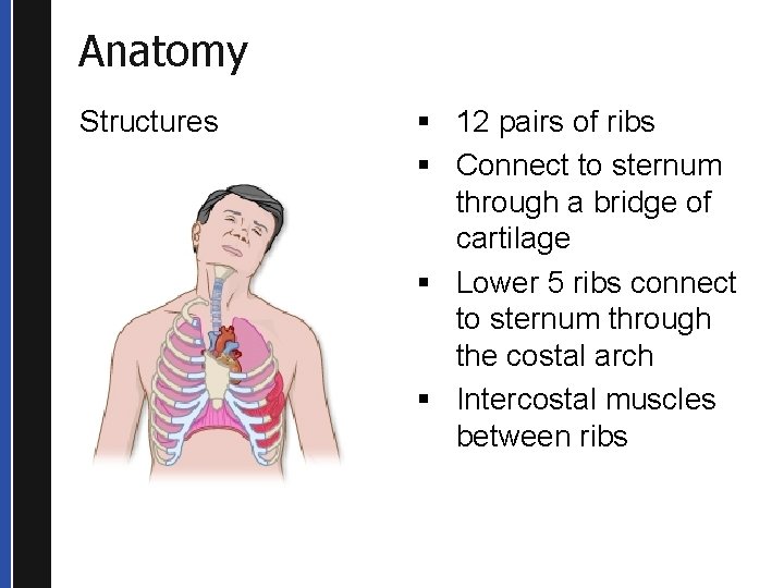 Anatomy Structures § 12 pairs of ribs § Connect to sternum through a bridge