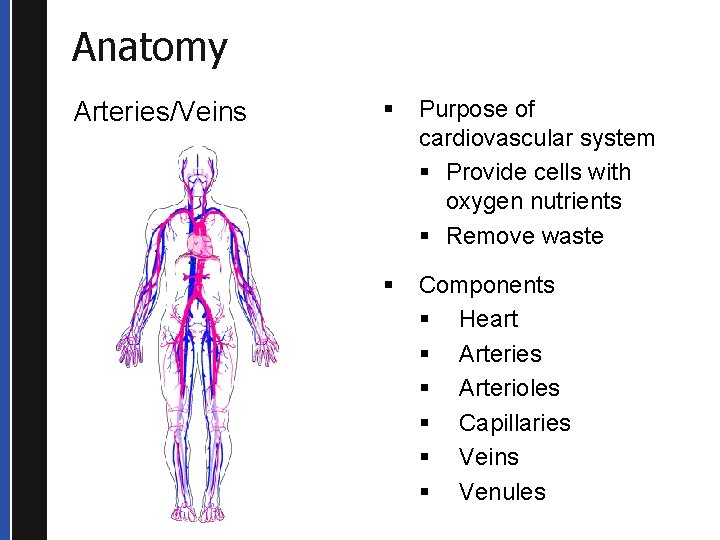 Anatomy Arteries/Veins § Purpose of cardiovascular system § Provide cells with oxygen nutrients §