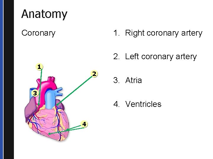 Anatomy 1. Right coronary artery Coronary 2. Left coronary artery 1 2 3. Atria