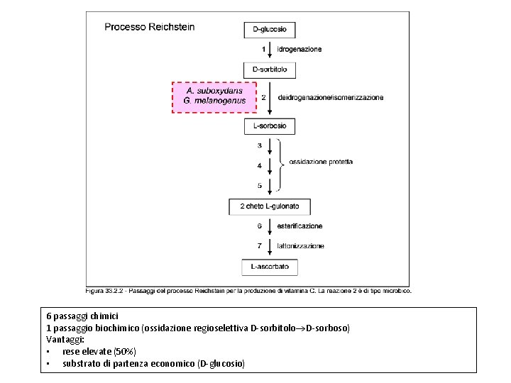 6 passaggi chimici 1 passaggio biochimico (ossidazione regioselettiva D-sorbitolo D-sorboso) Vantaggi: • rese elevate