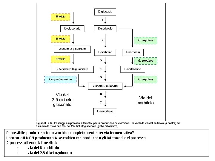 E’ possibile produrre acido ascorbico completamente per via fermentativa? I procarioti NON producono A.