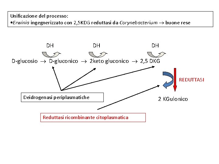 Unificazione del processo: • Erwinia ingegnerizzato con 2, 5 KDG reduttasi da Corynebacterium buone