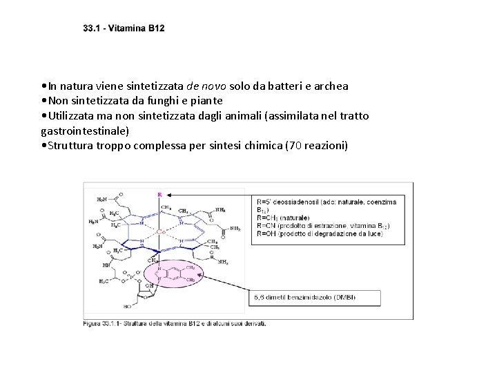  • In natura viene sintetizzata de novo solo da batteri e archea •