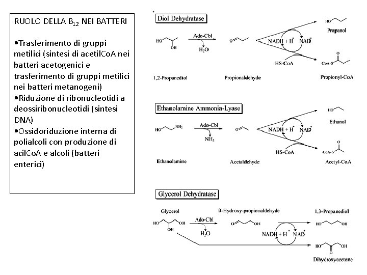 RUOLO DELLA B 12 NEI BATTERI • Trasferimento di gruppi metilici (sintesi di acetil.