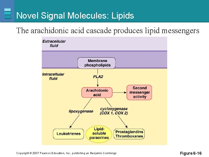 Novel Signal Molecules: Lipids The arachidonic acid cascade produces lipid messengers Copyright © 2007