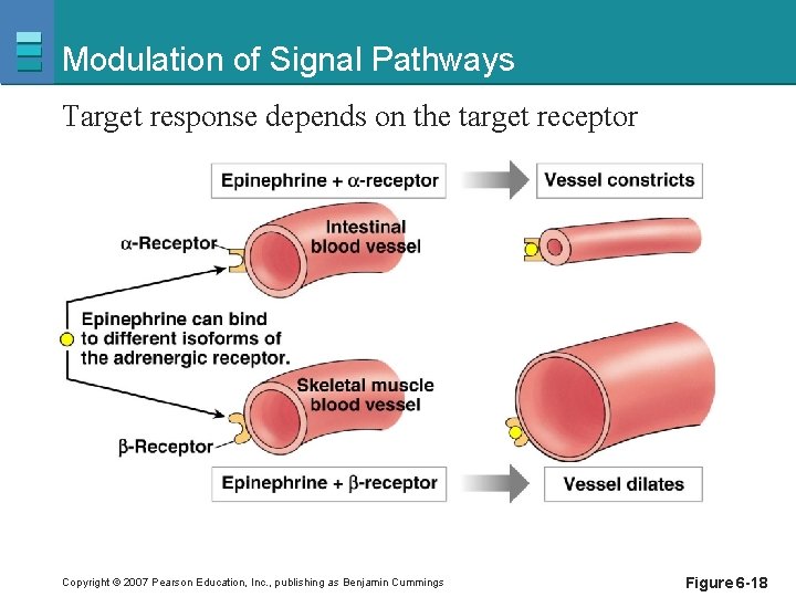 Modulation of Signal Pathways Target response depends on the target receptor Copyright © 2007