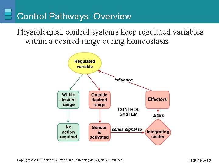 Control Pathways: Overview Physiological control systems keep regulated variables within a desired range during