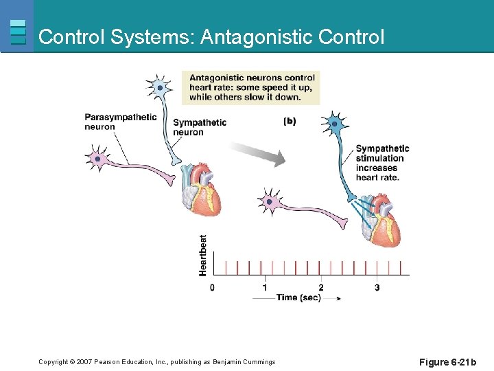 Control Systems: Antagonistic Control Copyright © 2007 Pearson Education, Inc. , publishing as Benjamin