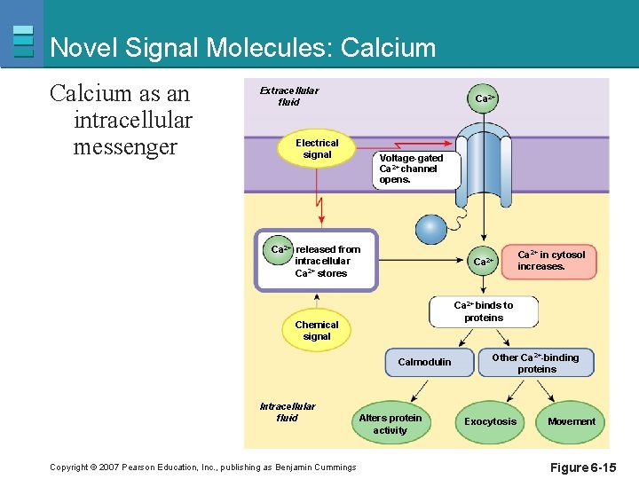 Novel Signal Molecules: Calcium as an intracellular messenger Extracellular fluid Ca 2+ Electrical signal