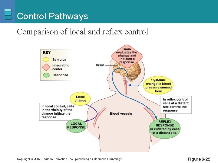 Control Pathways Comparison of local and reflex control Copyright © 2007 Pearson Education, Inc.