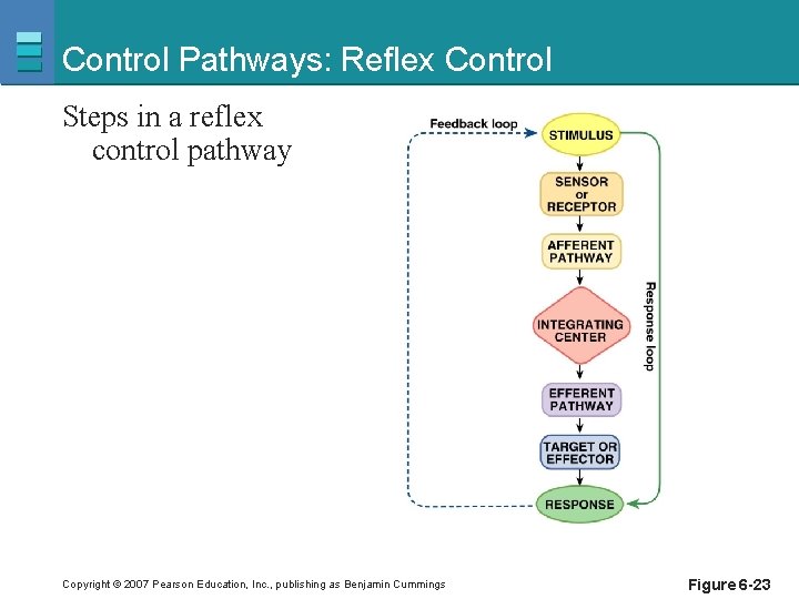 Control Pathways: Reflex Control Steps in a reflex control pathway Copyright © 2007 Pearson