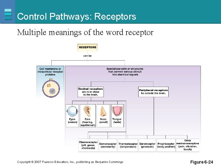 Control Pathways: Receptors Multiple meanings of the word receptor Copyright © 2007 Pearson Education,