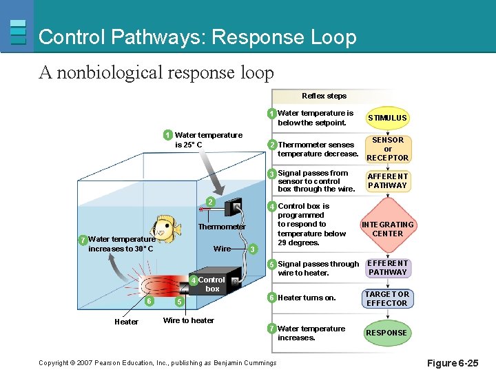 Control Pathways: Response Loop A nonbiological response loop Reflex steps 1 Water temperature is