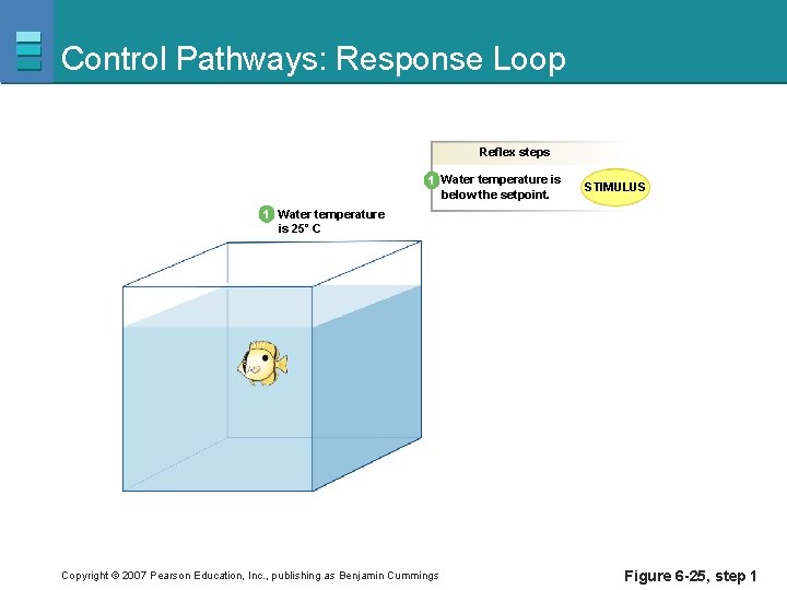 Control Pathways: Response Loop Reflex steps 1 Water temperature is below the setpoint. STIMULUS