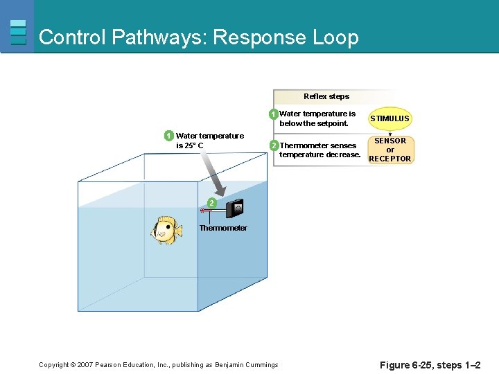 Control Pathways: Response Loop Reflex steps 1 Water temperature is 25˚ C 1 Water