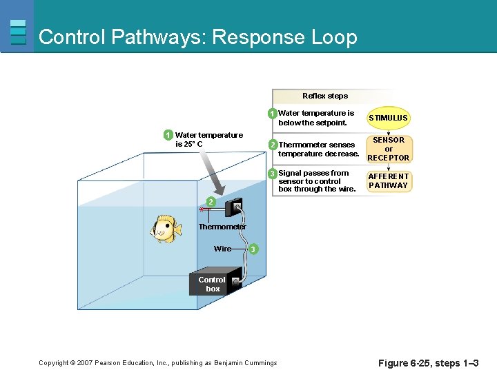 Control Pathways: Response Loop Reflex steps 1 Water temperature is 25˚ C 1 Water