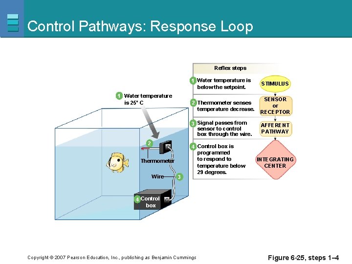 Control Pathways: Response Loop Reflex steps 1 Water temperature is 25˚ C 2 Thermometer