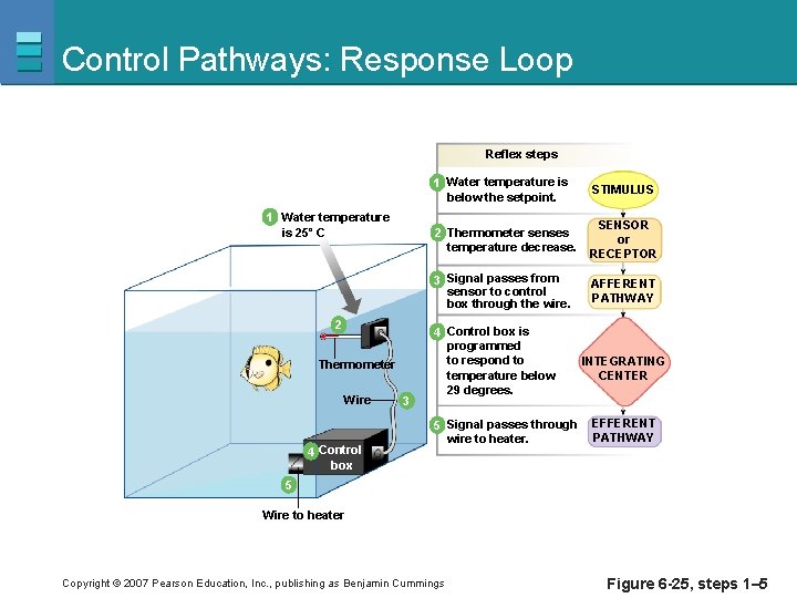 Control Pathways: Response Loop Reflex steps 1 Water temperature is 25˚ C 2 Thermometer