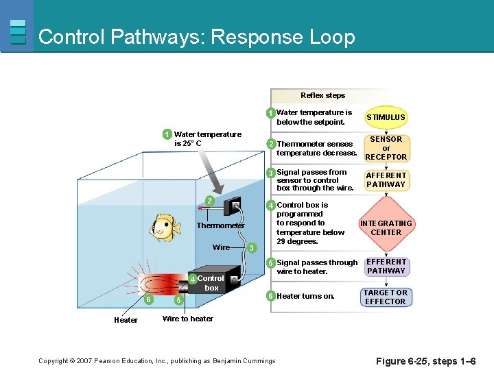 Control Pathways: Response Loop Reflex steps 1 Water temperature is 25˚ C 2 Thermometer
