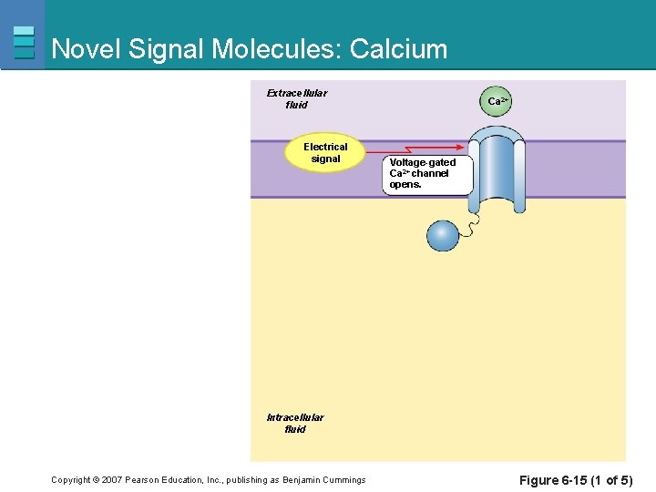 Novel Signal Molecules: Calcium Extracellular fluid Electrical signal Ca 2+ Voltage-gated Ca 2+ channel