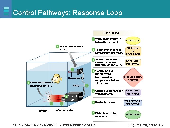 Control Pathways: Response Loop Reflex steps 1 Water temperature is 25˚ C 2 Thermometer