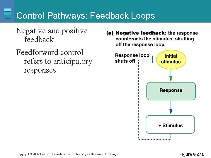 Control Pathways: Feedback Loops Negative and positive feedback Feedforward control refers to anticipatory responses