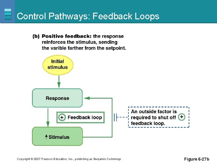 Control Pathways: Feedback Loops Copyright © 2007 Pearson Education, Inc. , publishing as Benjamin