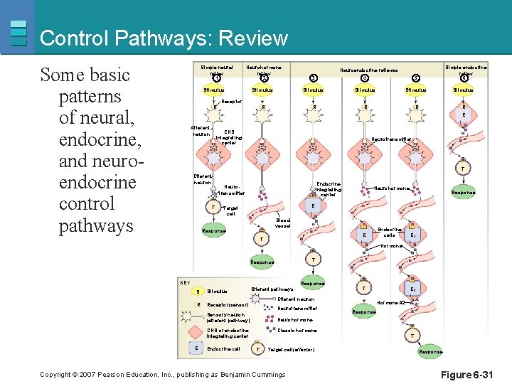 Control Pathways: Review Some basic patterns of neural, endocrine, and neuroendocrine control pathways Simple