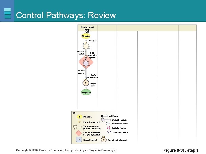 Control Pathways: Review Simple neural reflex 1 Stimulus Receptor R Afferent neuron CNS integrating