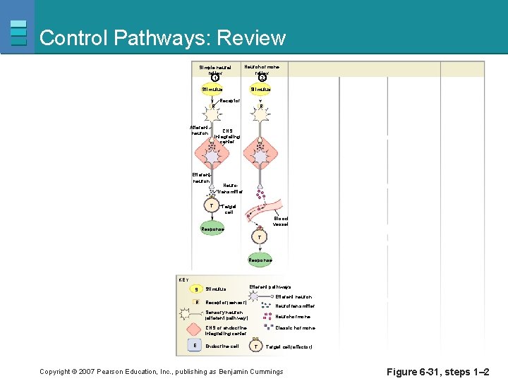 Control Pathways: Review Simple neural reflex 1 Neurohormone reflex 2 Stimulus Receptor R Afferent