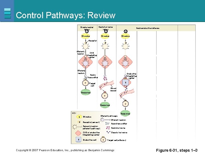 Control Pathways: Review Simple neural reflex 1 Neurohormone reflex 2 3 Stimulus R R