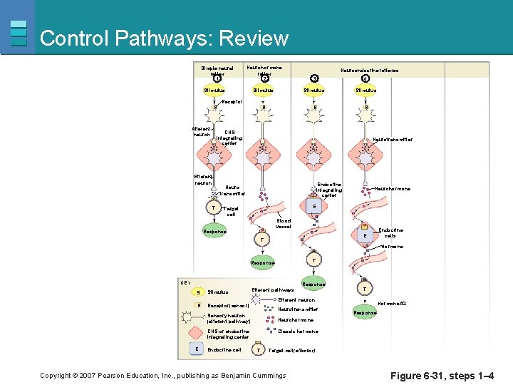 Control Pathways: Review Simple neural reflex 1 Neurohormone reflex 2 3 4 Stimulus R