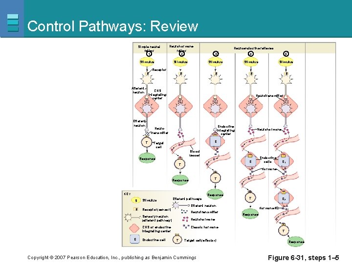 Control Pathways: Review Simple neural reflex 1 Neurohormone reflex 2 3 4 5 Stimulus