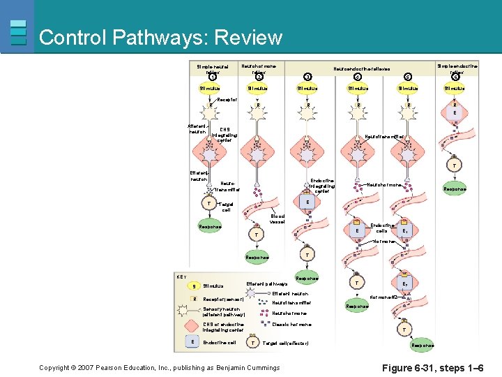 Control Pathways: Review Simple neural reflex 1 Neurohormone reflex 2 3 4 5 Stimulus