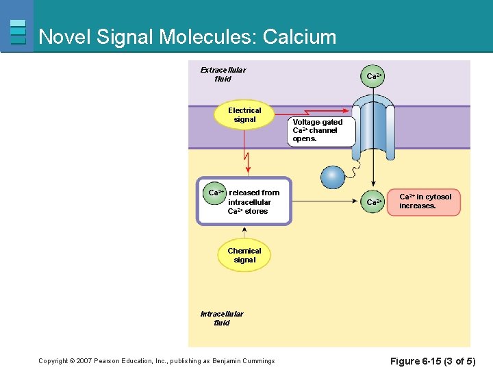 Novel Signal Molecules: Calcium Extracellular fluid Electrical signal Ca 2+ released from intracellular Ca