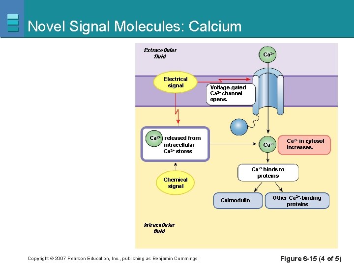 Novel Signal Molecules: Calcium Extracellular fluid Electrical signal Ca 2+ Voltage-gated Ca 2+ channel