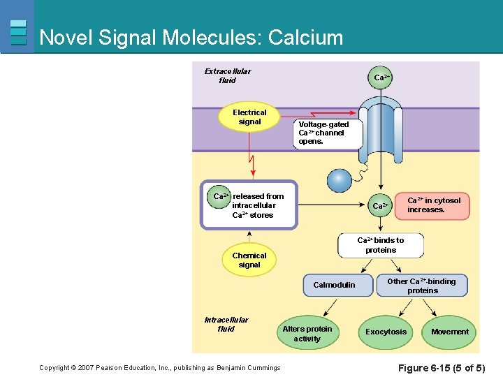 Novel Signal Molecules: Calcium Extracellular fluid Ca 2+ Electrical signal Voltage-gated Ca 2+ channel