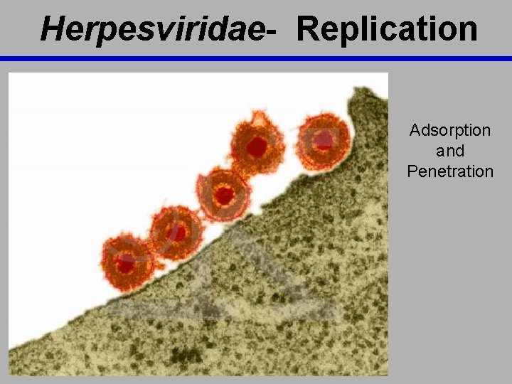 Herpesviridae- Replication Adsorption and Penetration 