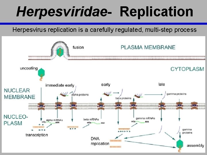 Herpesviridae- Replication Herpesvirus replication is a carefully regulated, multi-step process 