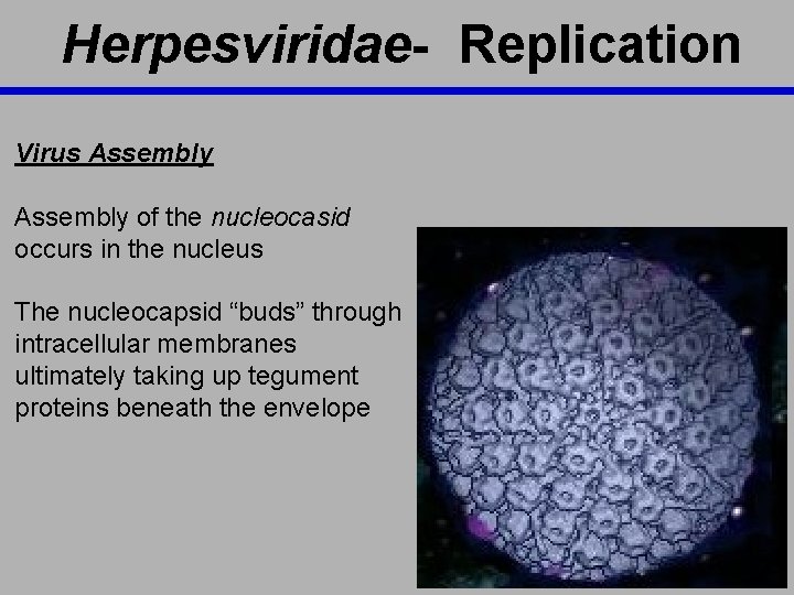 Herpesviridae- Replication Virus Assembly of the nucleocasid occurs in the nucleus The nucleocapsid “buds”