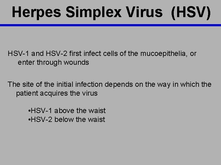 Herpes Simplex Virus (HSV) HSV-1 and HSV-2 first infect cells of the mucoepithelia, or