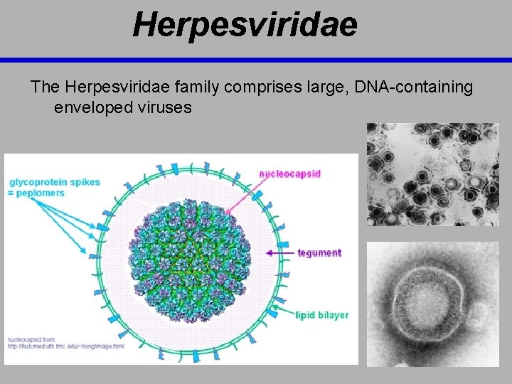 Herpesviridae The Herpesviridae family comprises large, DNA-containing enveloped viruses 