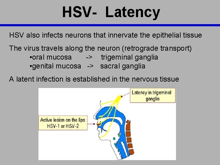 HSV- Latency HSV also infects neurons that innervate the epithelial tissue The virus travels