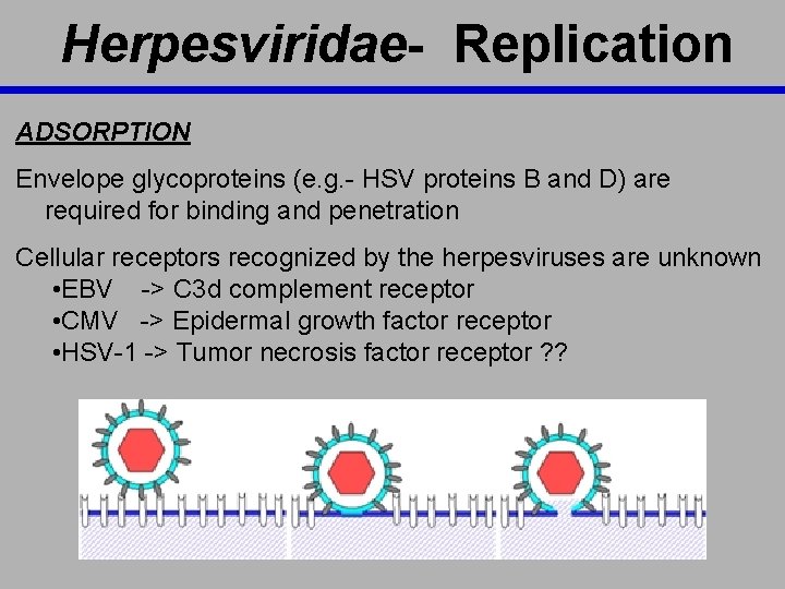 Herpesviridae- Replication ADSORPTION Envelope glycoproteins (e. g. - HSV proteins B and D) are